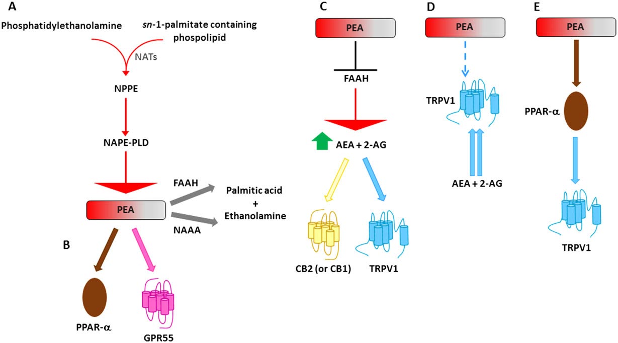Action Of Palmitoylethanolamide