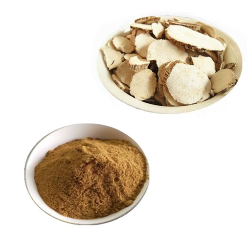 angelica acutiloba root extract