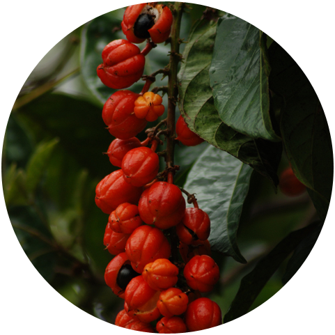 Functions of Guarana Extract