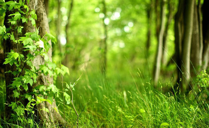 Herbal extract powders have a very wide range of uses