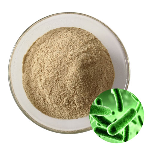 Bacillus Coagulans Probiotic