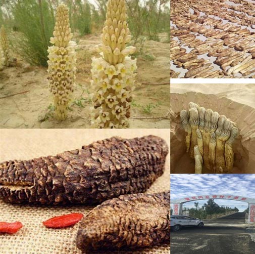 cistanche tubulosa organic extract 3