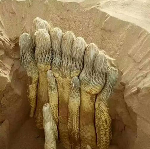 cistanche tubulosa organic extract 6