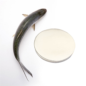 Fish Collagen Peptide