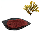 Fucoxanthin CAS No.3351-86-8