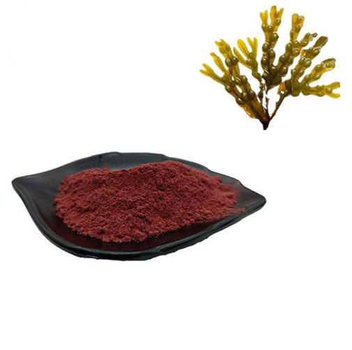 Fucoxanthin Powder