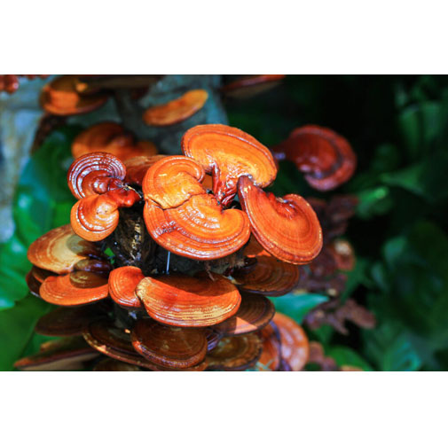 Ganoderma Lucidum Extract
