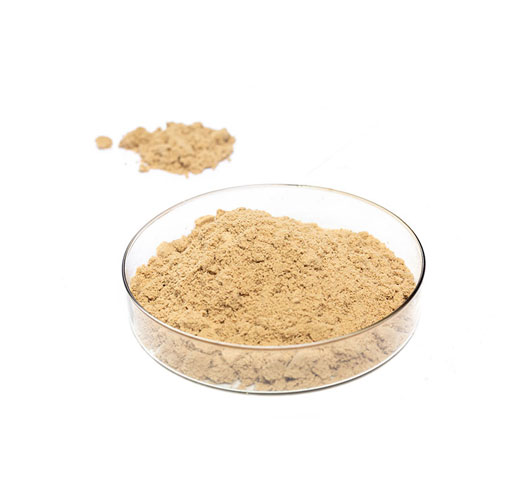 Ginkgo Biloba Capsules