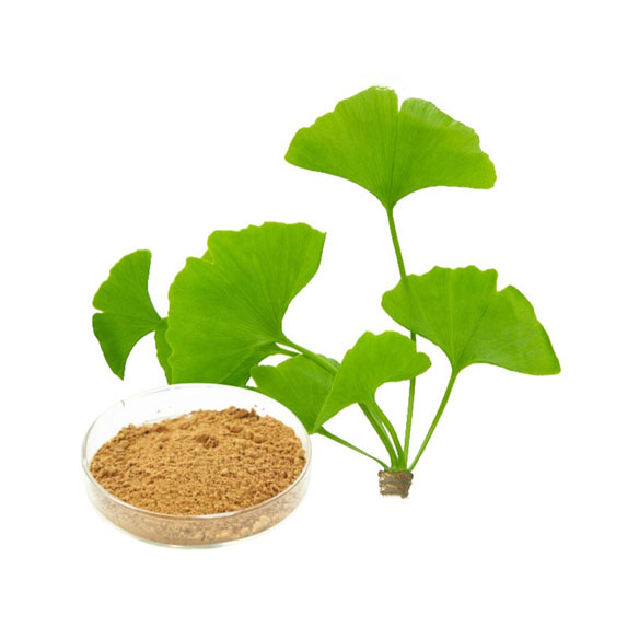 Ginkgo Biloba Extract 40mg