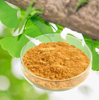 Ginkgo Biloba Extract 