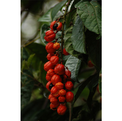 guarana seed extract