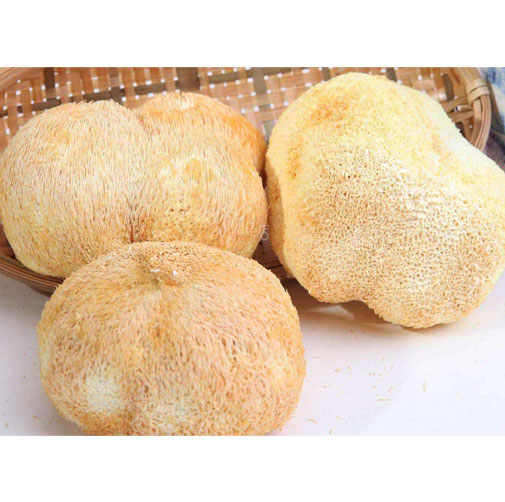 Hericium Erinaceus Extract