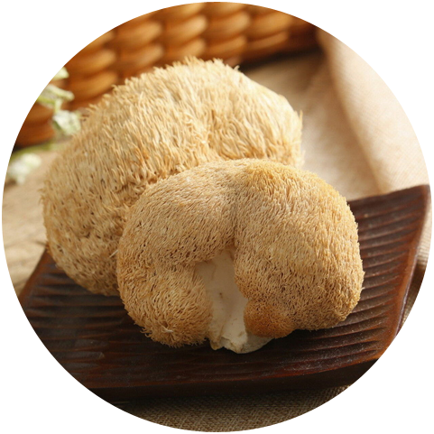 Functions of Hericium Erinaceus Extract