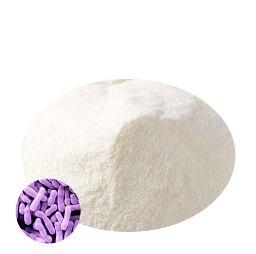 Lacto GG