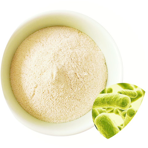 Function of Lactobacillus Plantarum