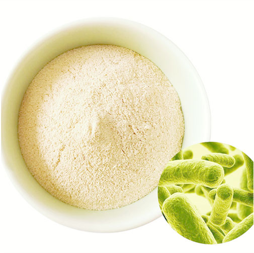 lactobacillus plantarum probiotic
