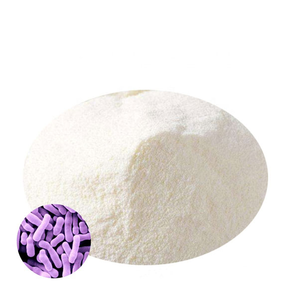 Lactobacillus Rhamnosus