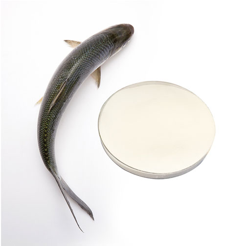 Marine Collagen Powder