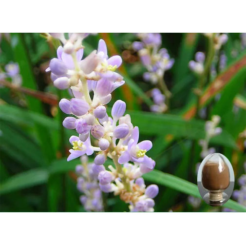 ophiopogon extract