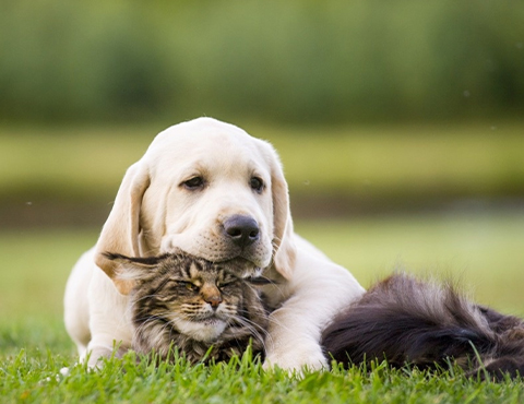 Essential Nutrients for Pet Nutrition