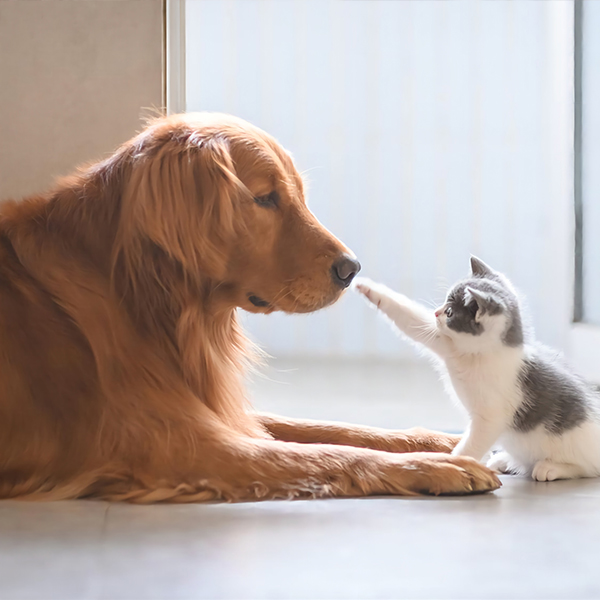 About Pet Nutritional Supplements