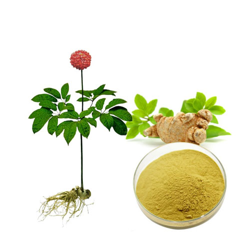 Radix Notoginseng Extract