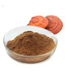 Reishi Mushroom Extract 