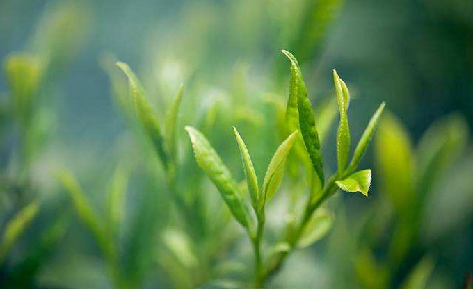 Natural extracts with compound effects