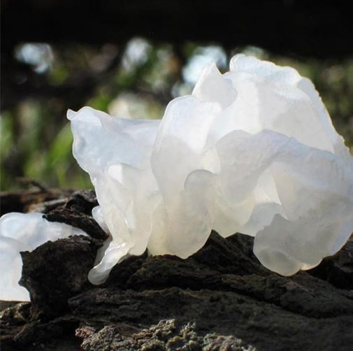 Tremella Fuciformis Polysaccharide for Skin