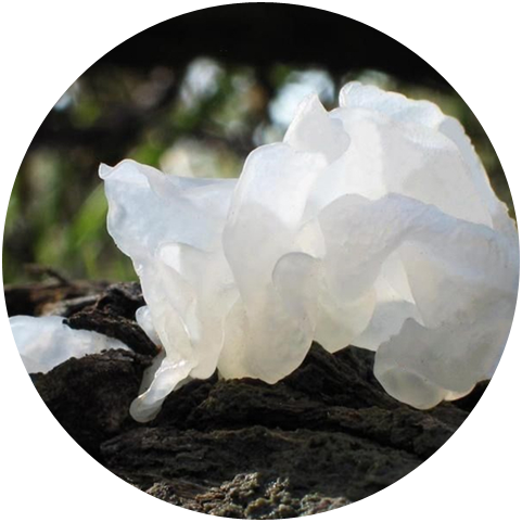 Functions of Tremella Fuciformis Polysaccharide