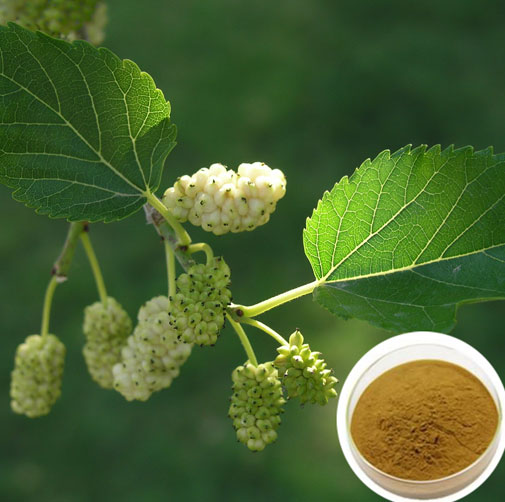 White Mulberry Leaf Extract