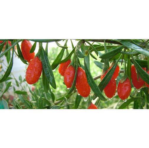 Wolfberry Extract Benefits