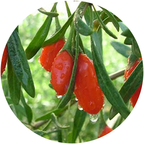 Functions of Wolfberry Extract